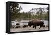 Bison, Yellowstone National Park, Wyoming-Paul Souders-Framed Stretched Canvas