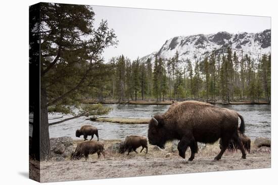 Bison, Yellowstone National Park, Wyoming-Paul Souders-Stretched Canvas