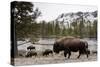 Bison, Yellowstone National Park, Wyoming-Paul Souders-Stretched Canvas