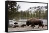 Bison, Yellowstone National Park, Wyoming-Paul Souders-Framed Stretched Canvas