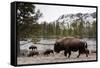 Bison, Yellowstone National Park, Wyoming-Paul Souders-Framed Stretched Canvas