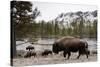 Bison, Yellowstone National Park, Wyoming-Paul Souders-Stretched Canvas