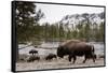 Bison, Yellowstone National Park, Wyoming-Paul Souders-Framed Stretched Canvas