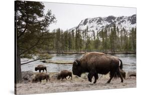 Bison, Yellowstone National Park, Wyoming-Paul Souders-Stretched Canvas