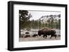 Bison, Yellowstone National Park, Wyoming-Paul Souders-Framed Premium Photographic Print
