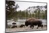 Bison, Yellowstone National Park, Wyoming-Paul Souders-Mounted Premium Photographic Print