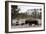 Bison, Yellowstone National Park, Wyoming-Paul Souders-Framed Photographic Print