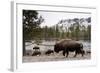 Bison, Yellowstone National Park, Wyoming-Paul Souders-Framed Photographic Print