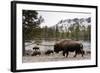 Bison, Yellowstone National Park, Wyoming-Paul Souders-Framed Photographic Print