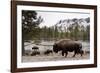 Bison, Yellowstone National Park, Wyoming-Paul Souders-Framed Photographic Print