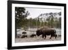 Bison, Yellowstone National Park, Wyoming-Paul Souders-Framed Photographic Print