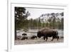 Bison, Yellowstone National Park, Wyoming-Paul Souders-Framed Photographic Print