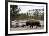 Bison, Yellowstone National Park, Wyoming-Paul Souders-Framed Photographic Print