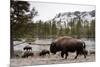 Bison, Yellowstone National Park, Wyoming-Paul Souders-Mounted Photographic Print