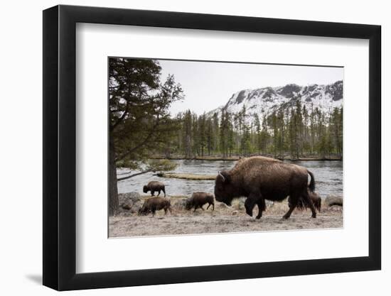 Bison, Yellowstone National Park, Wyoming-Paul Souders-Framed Photographic Print