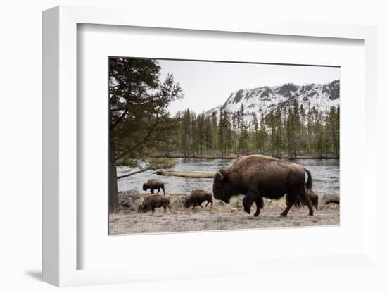 Bison, Yellowstone National Park, Wyoming-Paul Souders-Framed Photographic Print