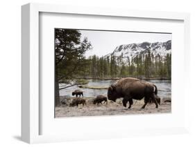 Bison, Yellowstone National Park, Wyoming-Paul Souders-Framed Photographic Print