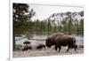 Bison, Yellowstone National Park, Wyoming-Paul Souders-Framed Photographic Print