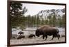 Bison, Yellowstone National Park, Wyoming-Paul Souders-Framed Photographic Print