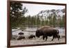 Bison, Yellowstone National Park, Wyoming-Paul Souders-Framed Photographic Print