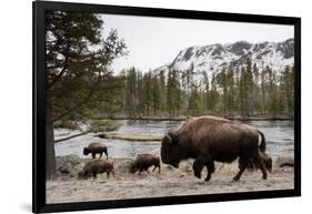 Bison, Yellowstone National Park, Wyoming-Paul Souders-Framed Photographic Print