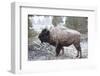 Bison, Yellowstone National Park, Wyoming-Paul Souders-Framed Photographic Print