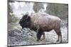 Bison, Yellowstone National Park, Wyoming-Paul Souders-Mounted Photographic Print