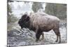 Bison, Yellowstone National Park, Wyoming-Paul Souders-Mounted Photographic Print
