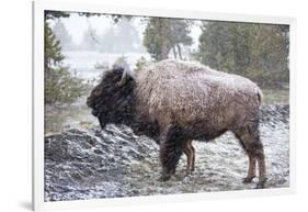 Bison, Yellowstone National Park, Wyoming-Paul Souders-Framed Photographic Print