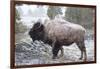 Bison, Yellowstone National Park, Wyoming-Paul Souders-Framed Photographic Print