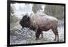 Bison, Yellowstone National Park, Wyoming-Paul Souders-Framed Photographic Print