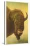 Bison, Yellowstone National Park-null-Stretched Canvas
