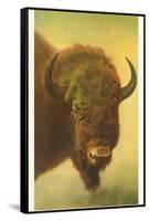 Bison, Yellowstone National Park-null-Framed Stretched Canvas