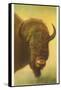 Bison, Yellowstone National Park-null-Framed Stretched Canvas