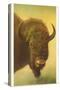 Bison, Yellowstone National Park-null-Stretched Canvas