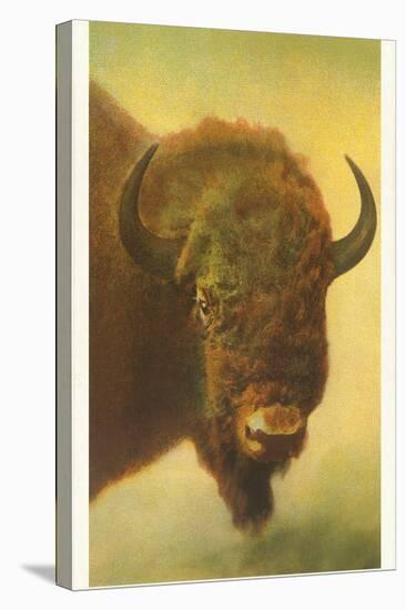 Bison, Yellowstone National Park-null-Stretched Canvas