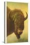 Bison, Yellowstone National Park-null-Stretched Canvas