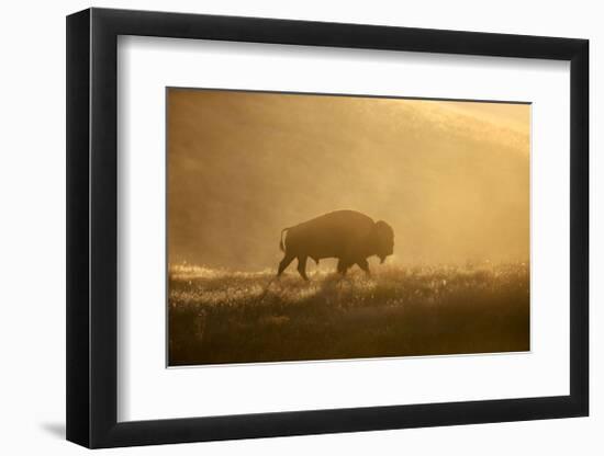 Bison-Jason Savage-Framed Giclee Print