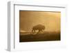 Bison-Jason Savage-Framed Giclee Print