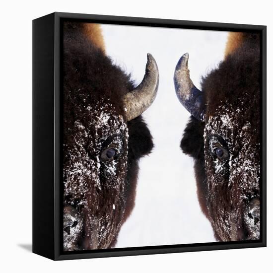 Bison-null-Framed Stretched Canvas