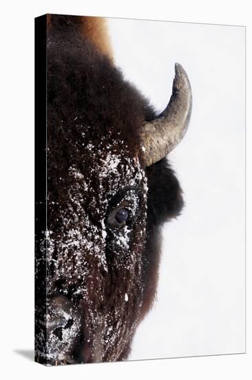 Bison-null-Stretched Canvas