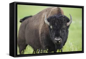 Bison-null-Framed Stretched Canvas