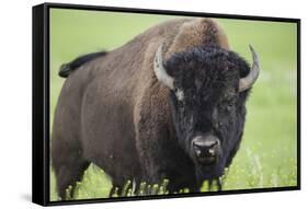 Bison-null-Framed Stretched Canvas