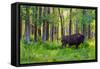 Bison-null-Framed Stretched Canvas