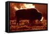 Bison-null-Framed Stretched Canvas