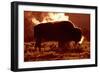 Bison-null-Framed Photographic Print