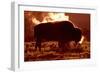 Bison-null-Framed Photographic Print