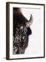 Bison-null-Framed Photographic Print