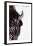 Bison-null-Framed Photographic Print