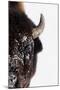 Bison-null-Mounted Photographic Print